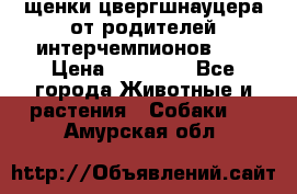 щенки цвергшнауцера от родителей интерчемпионов,   › Цена ­ 35 000 - Все города Животные и растения » Собаки   . Амурская обл.